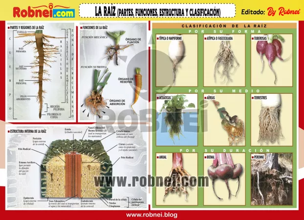 La Raiz Partes Funciones Estructura Y Clasificacion